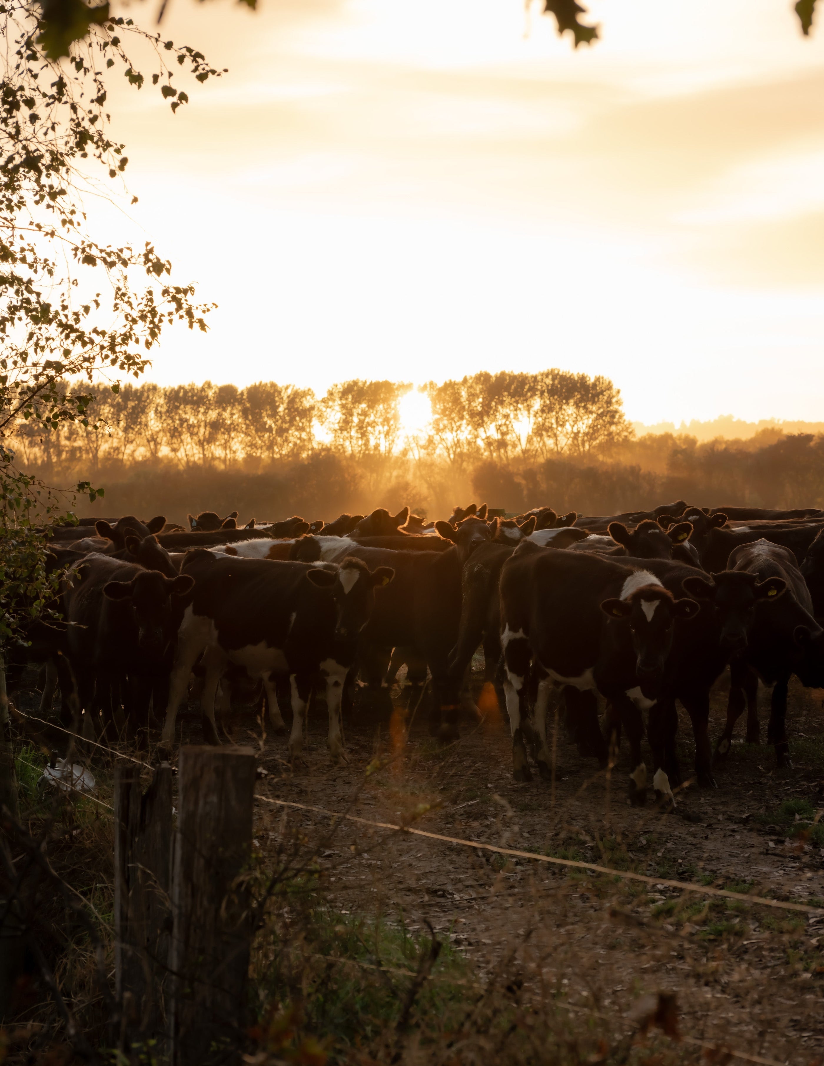 What is the difference between colostrum and collagen?