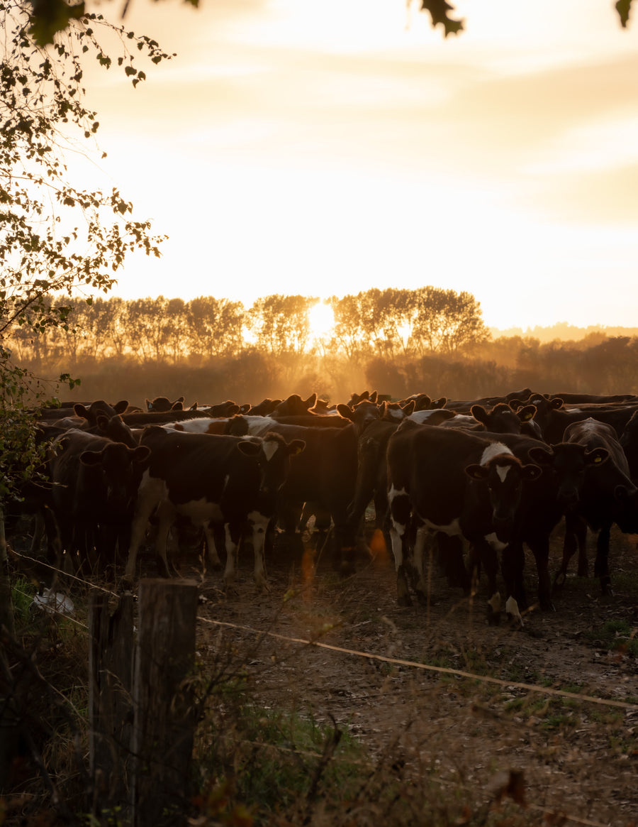 What is the difference between colostrum and collagen?